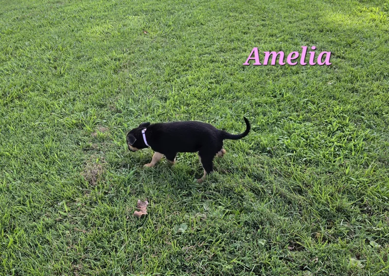 Amelia Waddle thumbnail 2