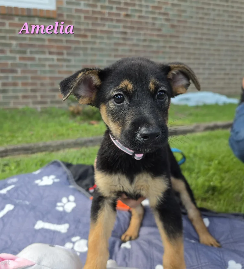 Amelia Waddle thumbnail 3