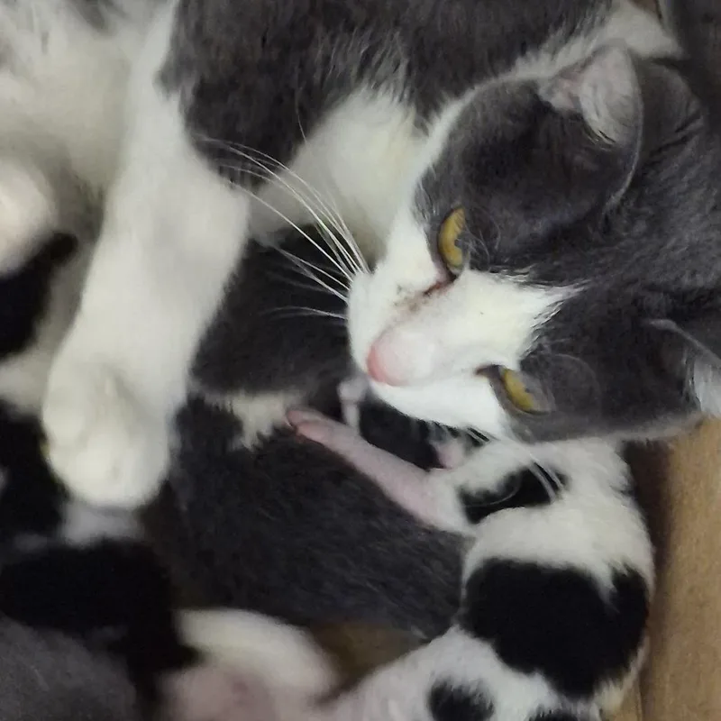 Tux