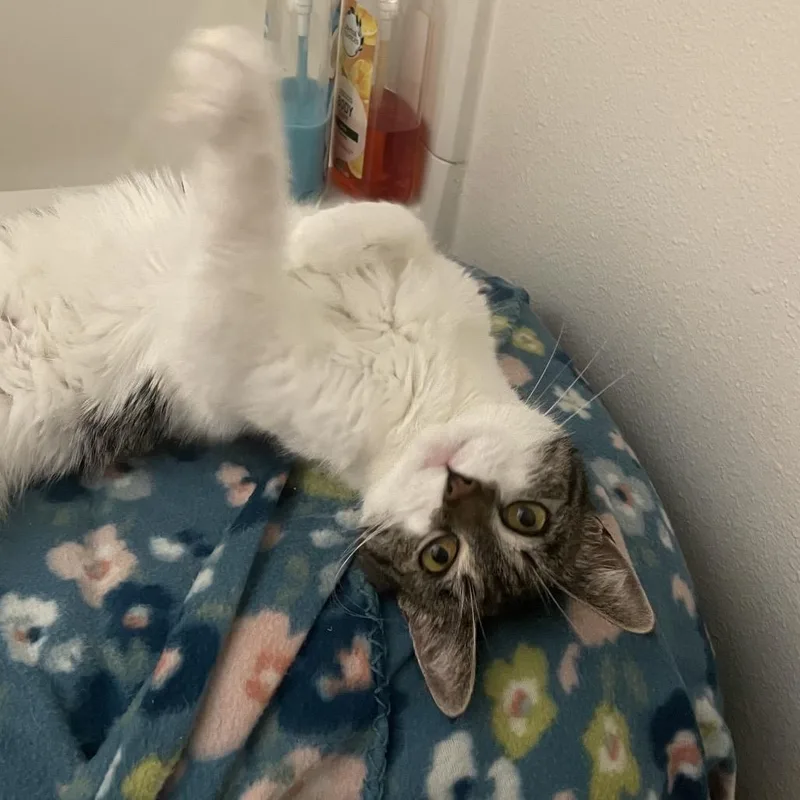 A senior medium-sized female Brown / Chocolate American Shorthair cat named Pickle for adoption in Newberg, OR