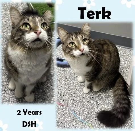 An adult medium-sized male Tabby (Brown / Chocolate) Domestic Short Hair cat named Terk for adoption in Franklin, IN