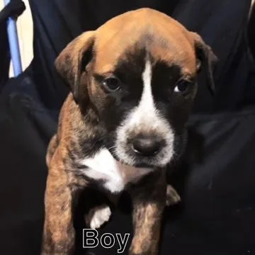 A young medium-sized male American Staffordshire Terrier dog named Alexx for adoption in Murrieta, CA