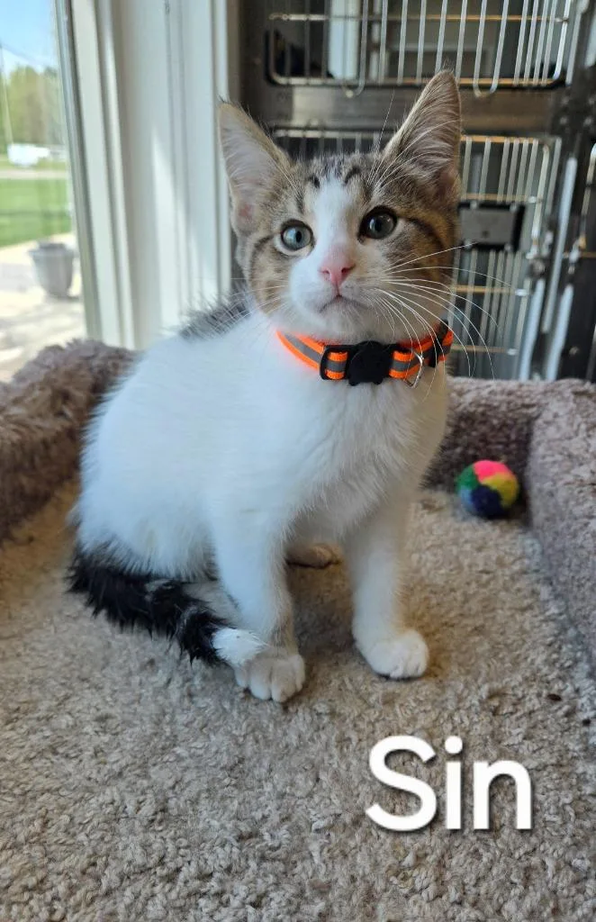 A baby small-sized male Domestic Short Hair cat named Sin for adoption in Sidney, OH