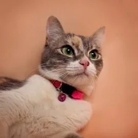 A senior medium-sized female Domestic Short Hair cat named Spice for adoption in Los Angeles, CA