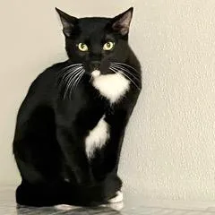 Flamenco thumbnail 2