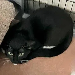 Flamenco thumbnail 3