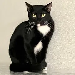 Flamenco thumbnail 4