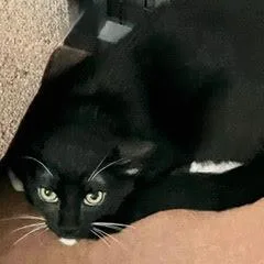 Flamenco thumbnail 5