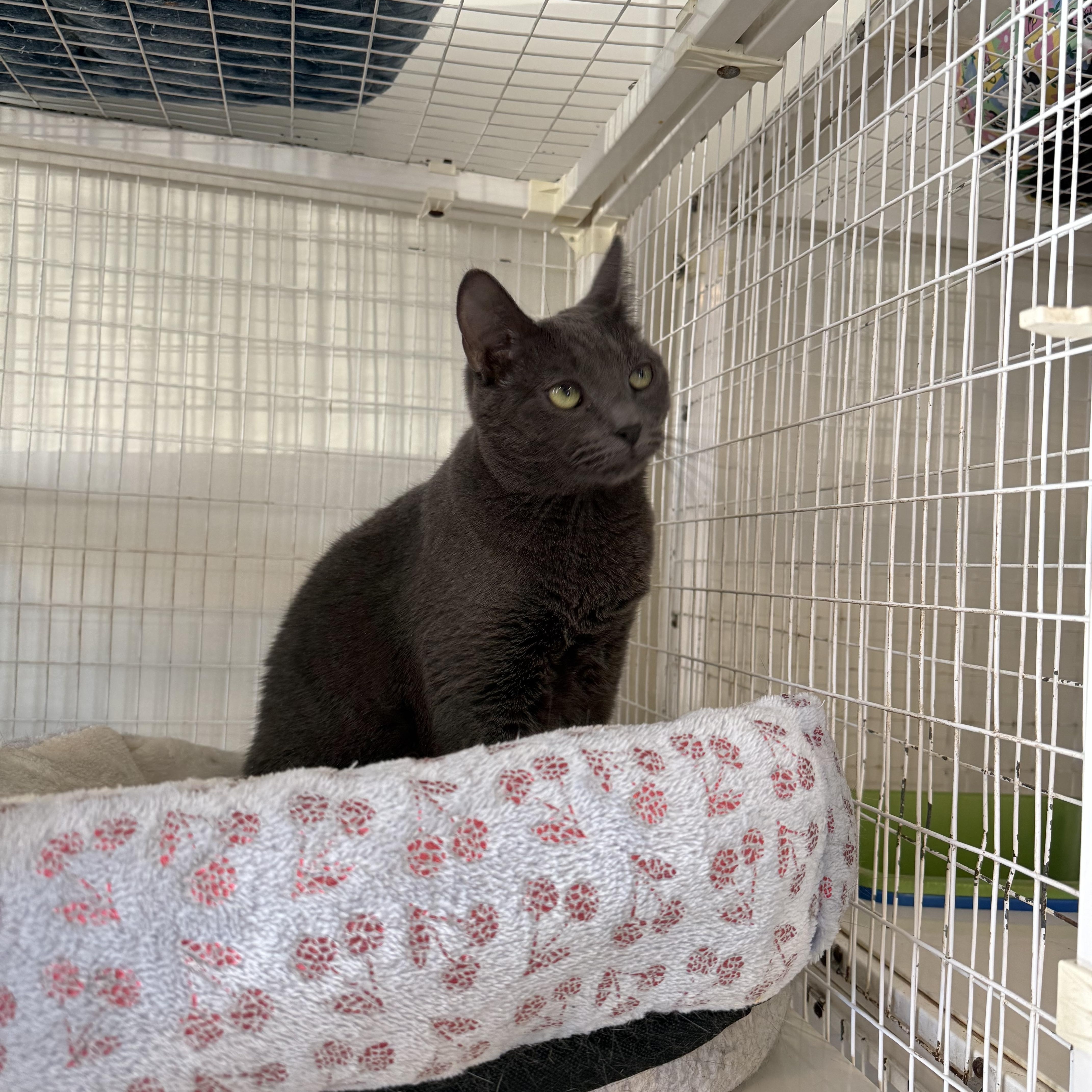 An adult small-sized female Gray / Blue / Silver Domestic Short Hair cat named Jasmine for adoption in Clifton, NJ