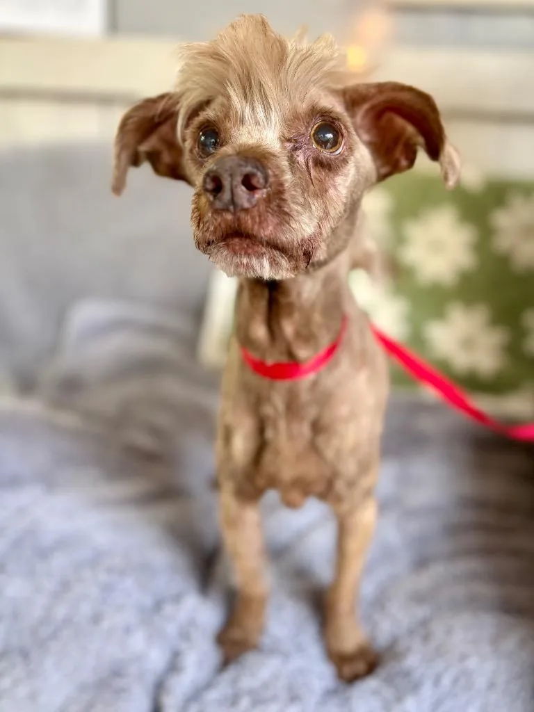 A senior small-sized male Yorkshire Terrier dog named Ouioui for adoption in Fort Worth, TX