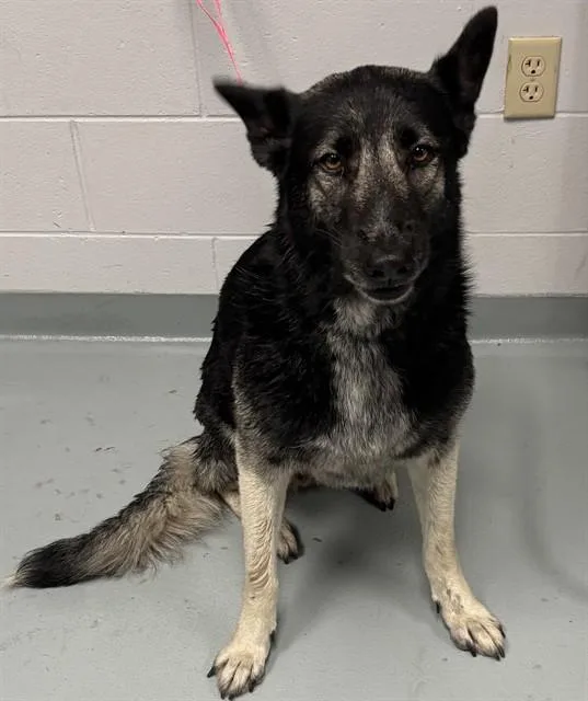 An adult large-sized female German Shepherd Dog dog named Zena for adoption in Saint Cloud, FL