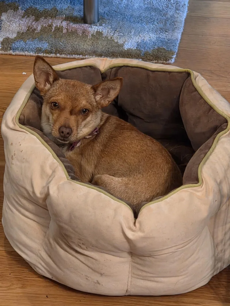 Honeybee thumbnail 2