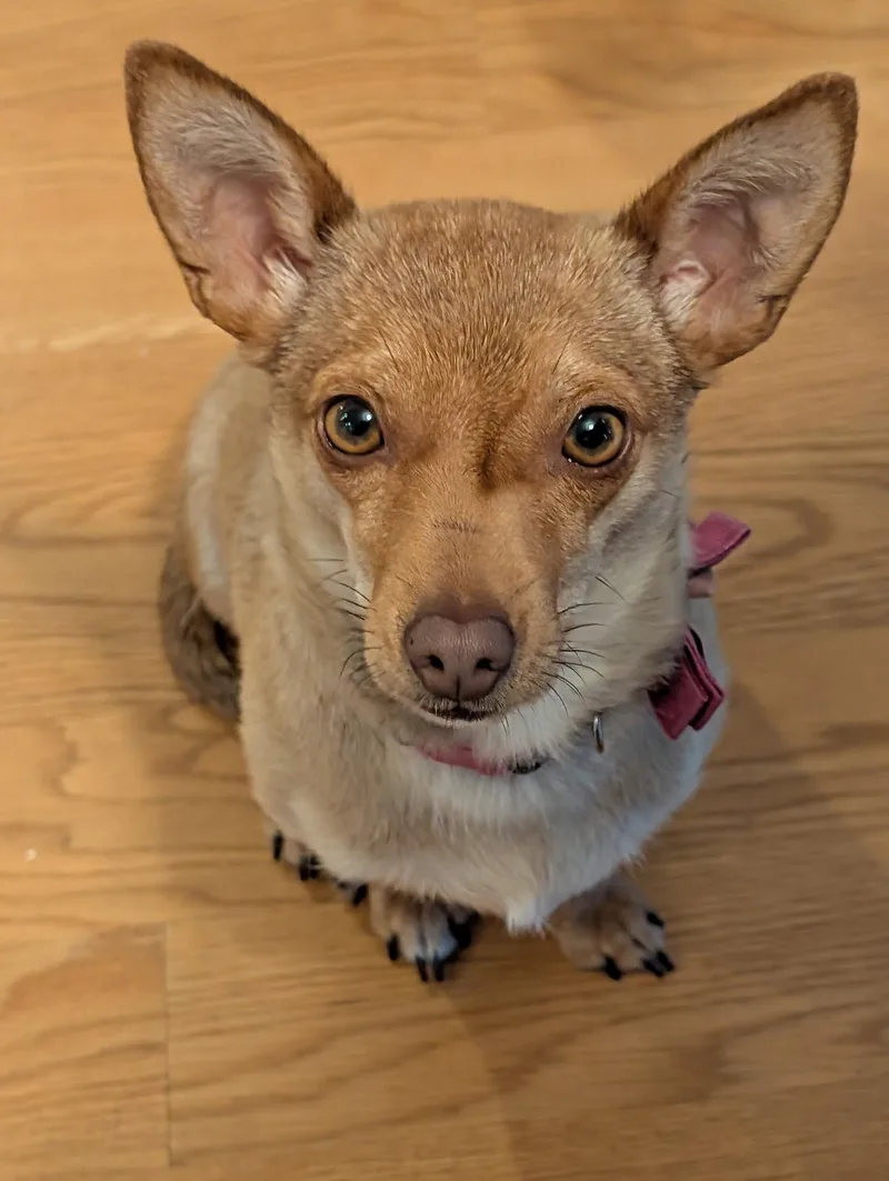 A young small-sized female Yellow / Tan / Blond / Fawn Chihuahua dog named Honeybee for adoption in Kirkland, WA