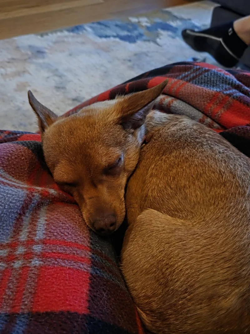 Honeybee thumbnail 3