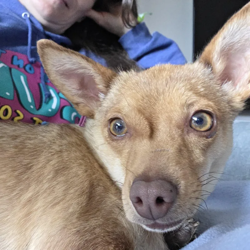 Honeybee thumbnail 4