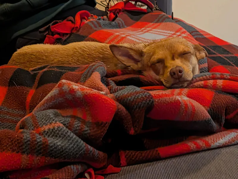 Honeybee thumbnail 5