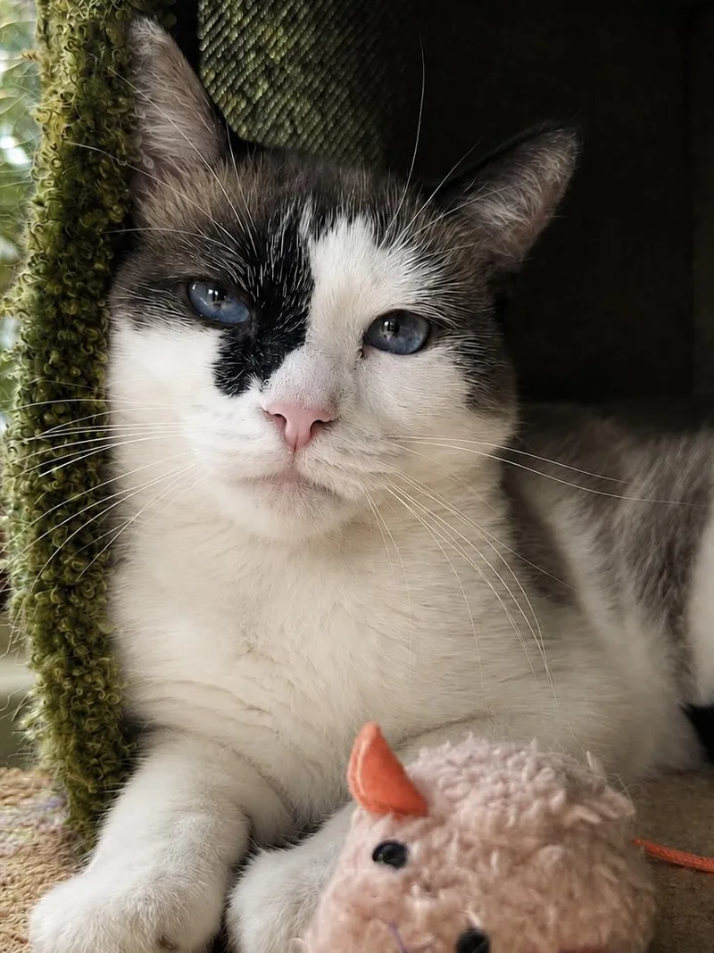An adult medium-sized female Snowshoe cat named Lulu Jones for adoption in Chandler, AZ
