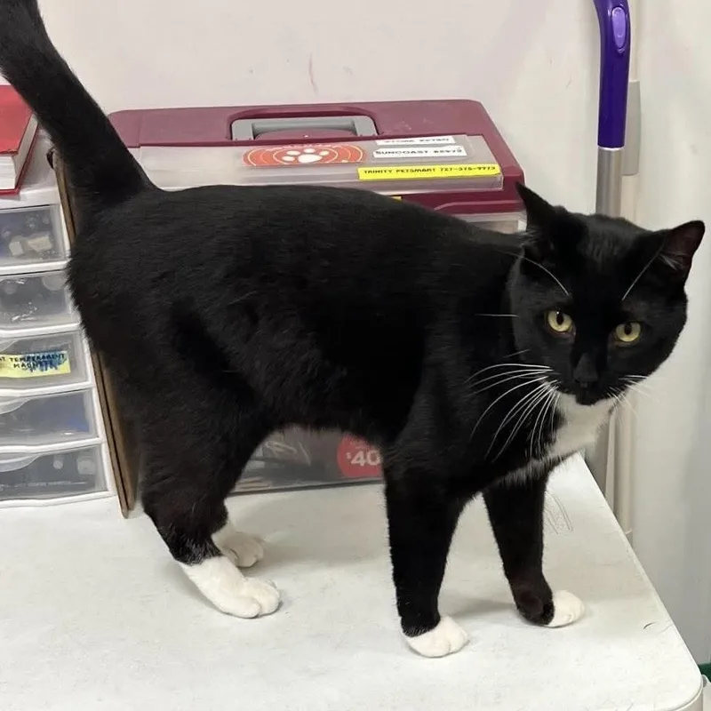 An adult large-sized male Black & White / Tuxedo Domestic Short Hair cat named Rocket for adoption in Palm Harbor, FL
