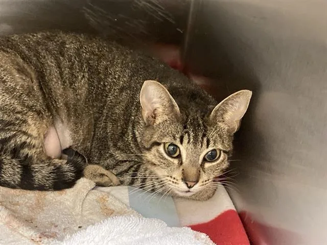 An adult medium-sized female Domestic Medium Hair cat named Hera for adoption in Tustin, CA