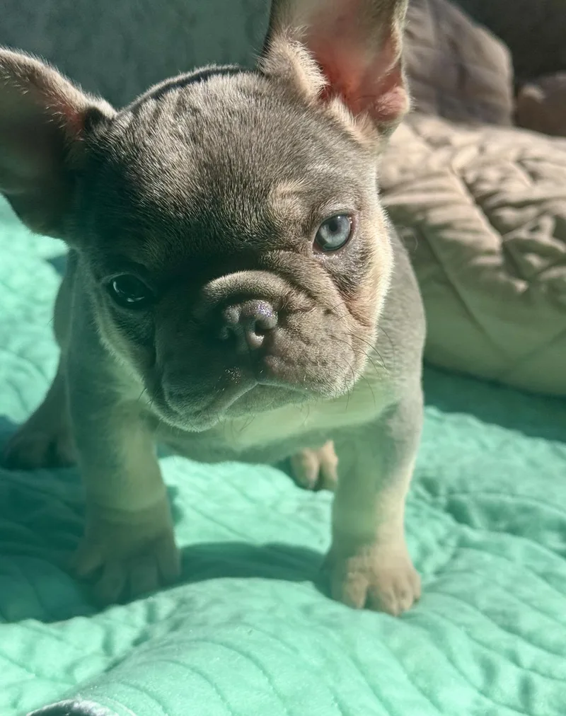 A baby small-sized female French Bulldog dog named Chloe for adoption in Los angeles, CA