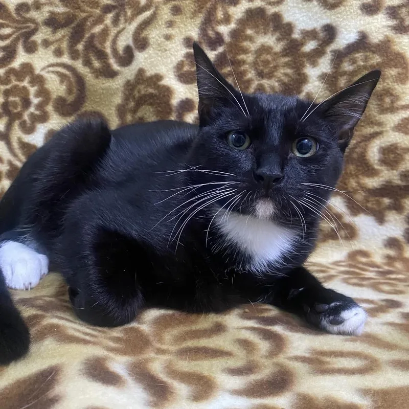 A baby small-sized male Black Domestic Short Hair cat named Trick for adoption in Brea, CA