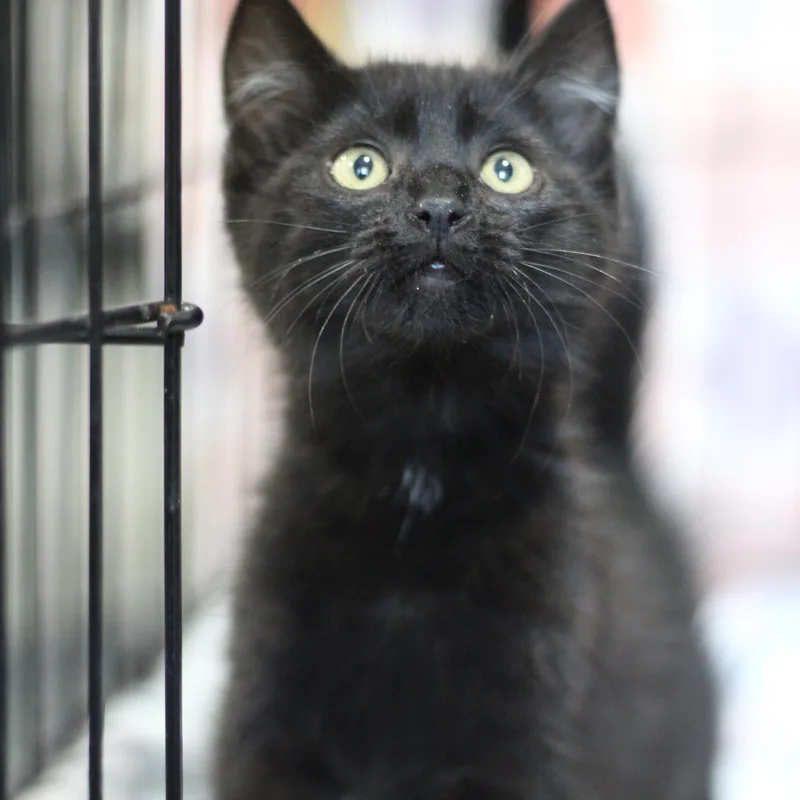 A baby small-sized male Black Domestic Short Hair cat named Odin for adoption in Ottumwa, IA