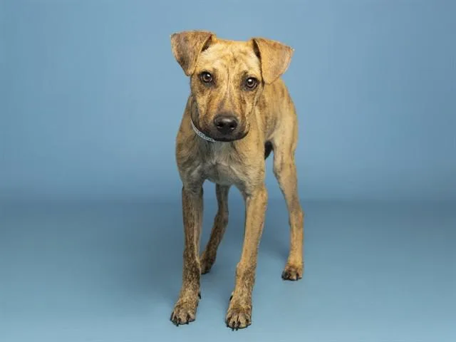 Rico