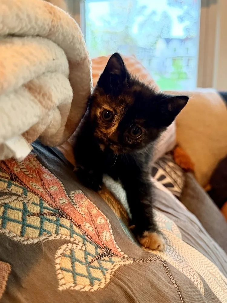A baby small-sized female Tortoiseshell Domestic Short Hair cat named Cake for adoption in Ferndale, MI