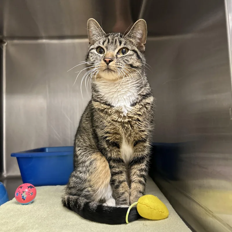 An adult medium-sized female Tabby (Brown / Chocolate) Domestic Short Hair cat named Mia for adoption in La Grange Park, IL