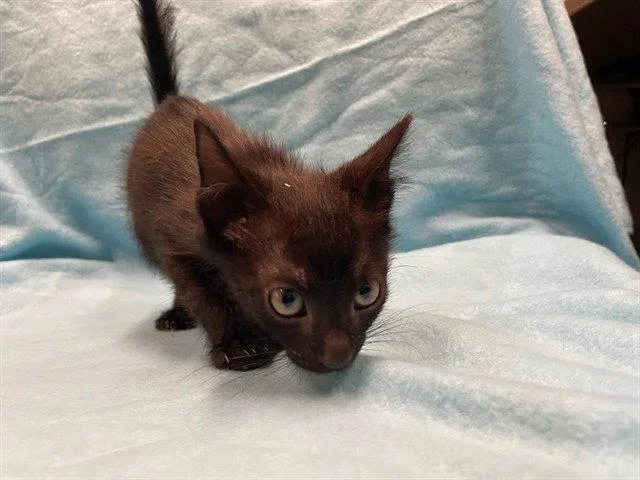 A baby small-sized male Black Domestic Short Hair cat named Myers for adoption in Tavares, FL