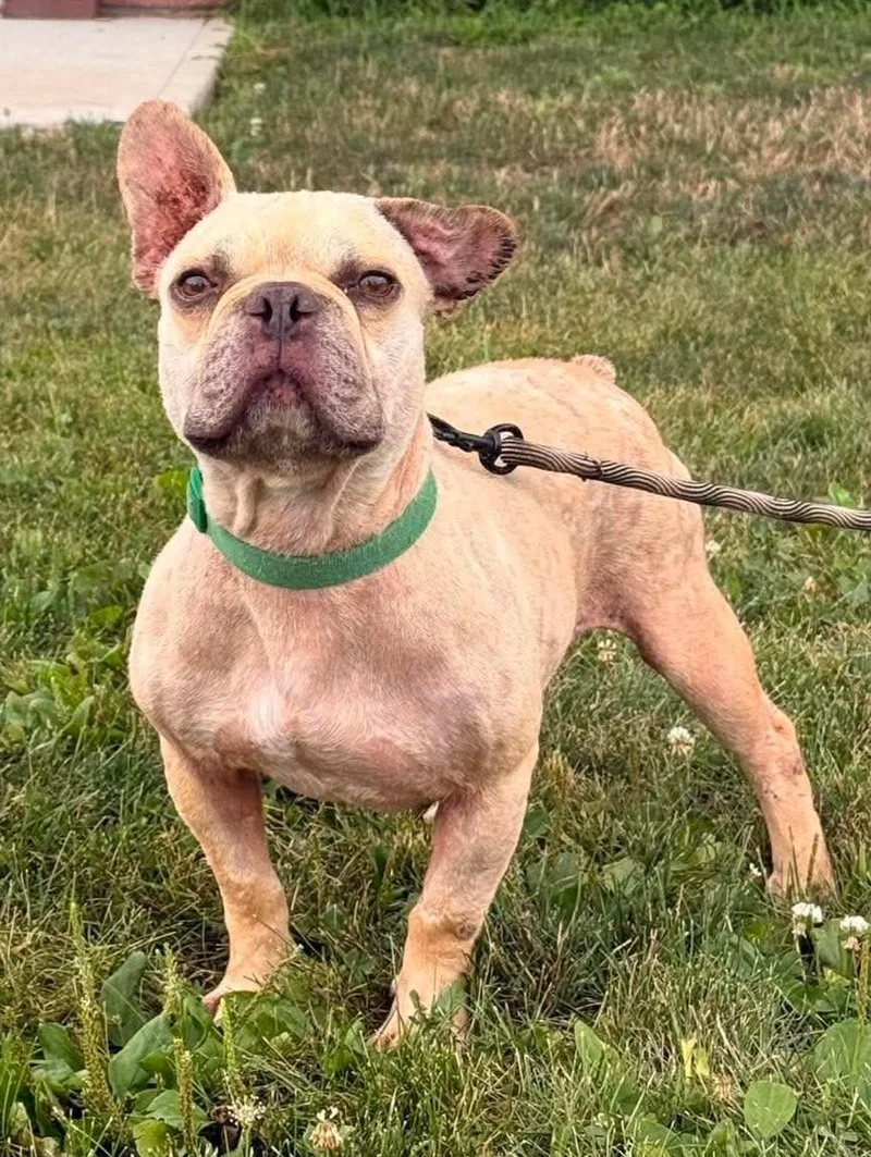 An adult medium-sized male Yellow / Tan / Blond / Fawn French Bulldog dog named Ace for adoption in Maryville, MO