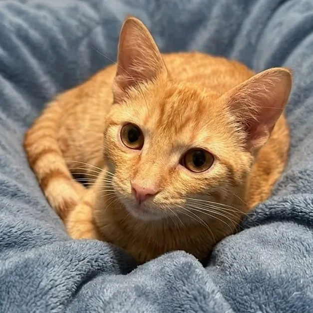 Petey