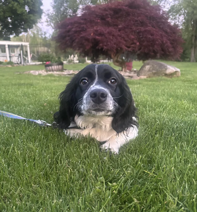 A baby medium-sized male Black Cocker Spaniel dog named Dapper for adoption in CHURCHVILLE, NY