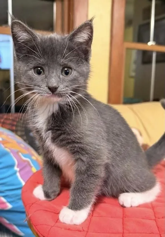 A baby medium-sized female Domestic Short Hair cat named Monterey for adoption in Beacon, NY
