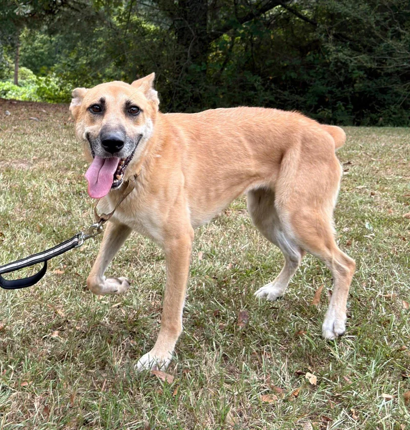 An adult large-sized female German Shepherd Dog named Skye for adoption in Attalla, AL