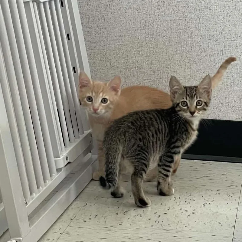 A baby small-sized male Orange / Red Domestic Short Hair cat named Nutmeg for adoption in St. Helena, CA