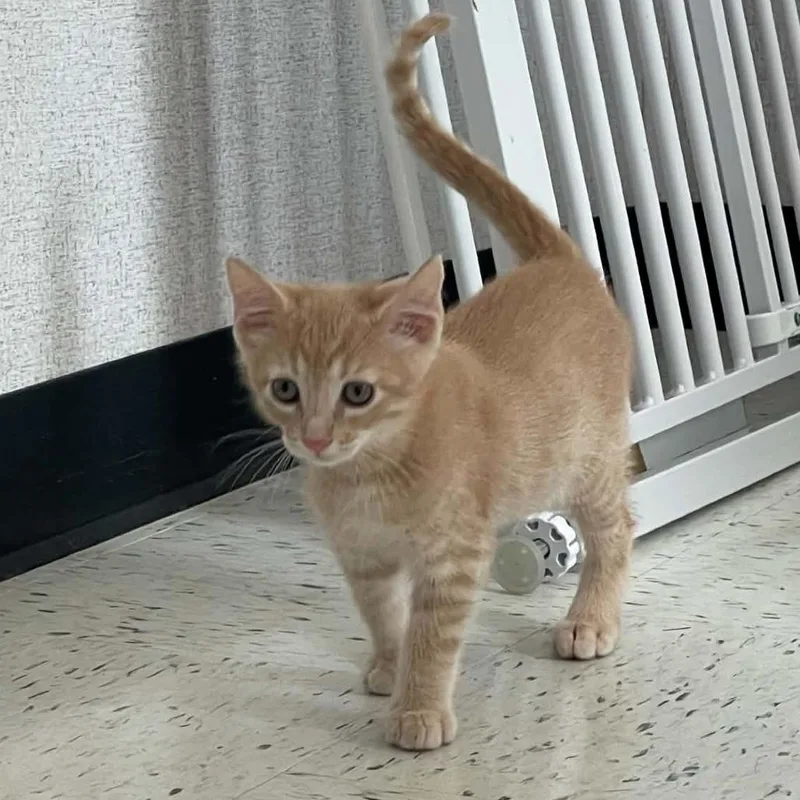 Nutmeg thumbnail 3