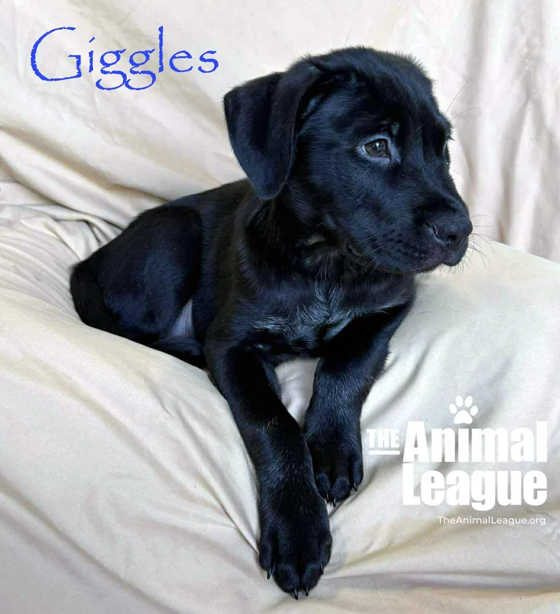 A baby medium-sized male Black Labrador Retriever dog named Giggles for adoption in Groveland, FL
