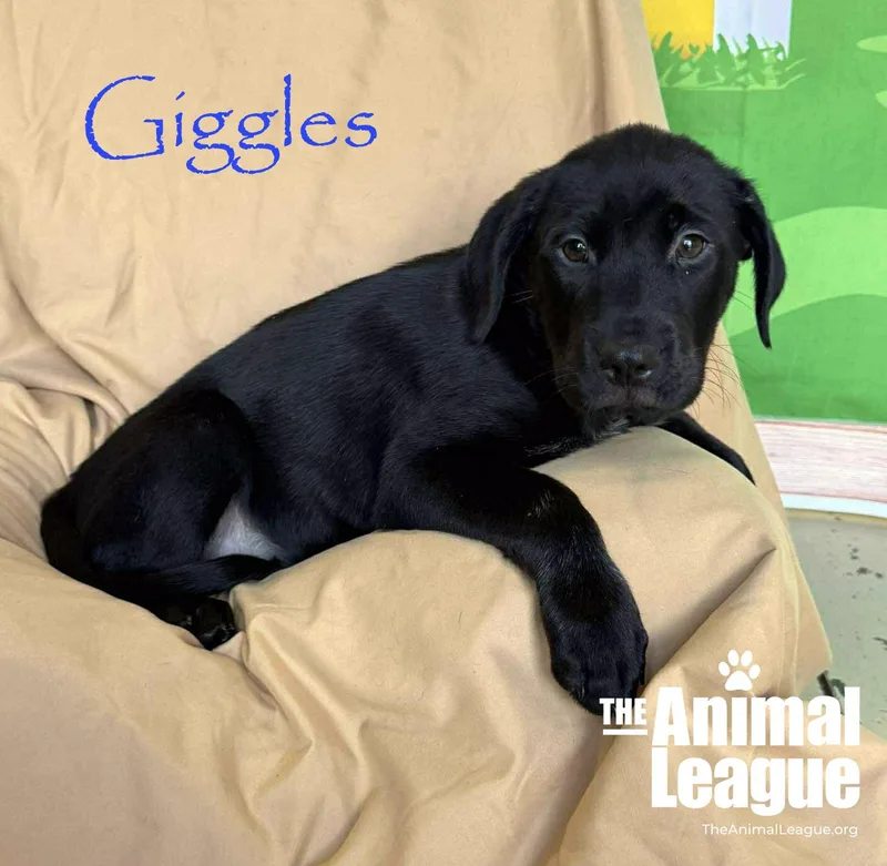 Giggles thumbnail 2
