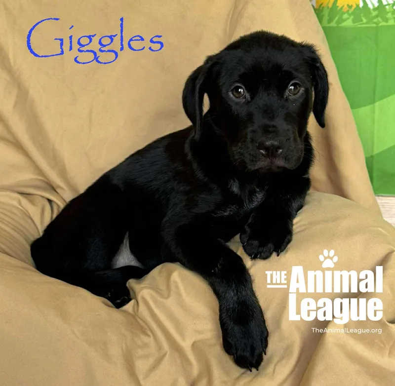 Giggles thumbnail 3