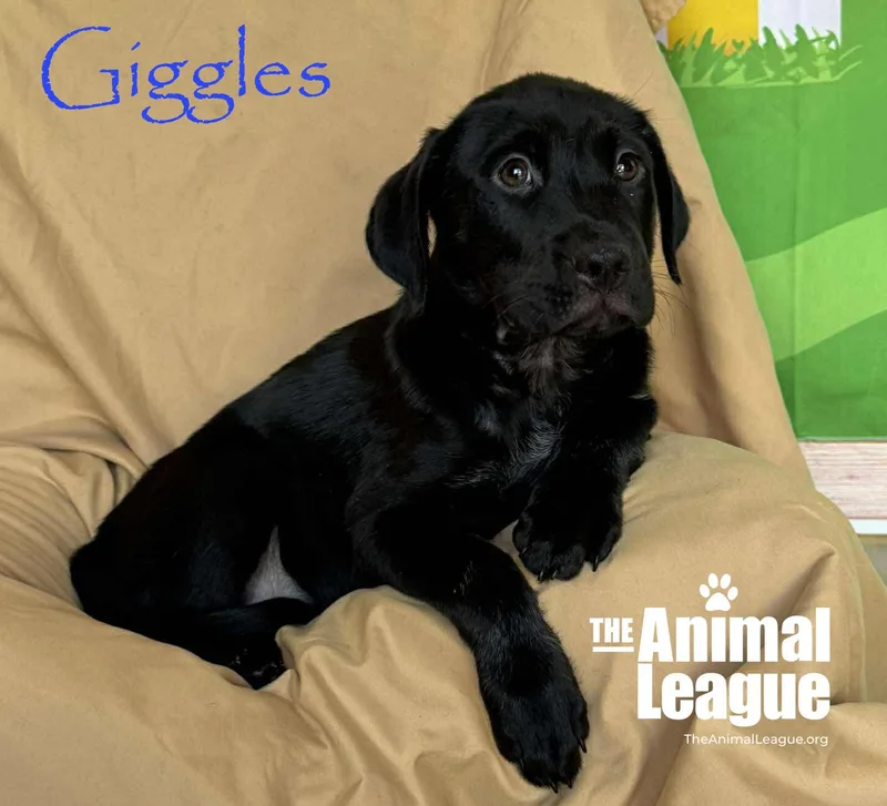 Giggles thumbnail 4