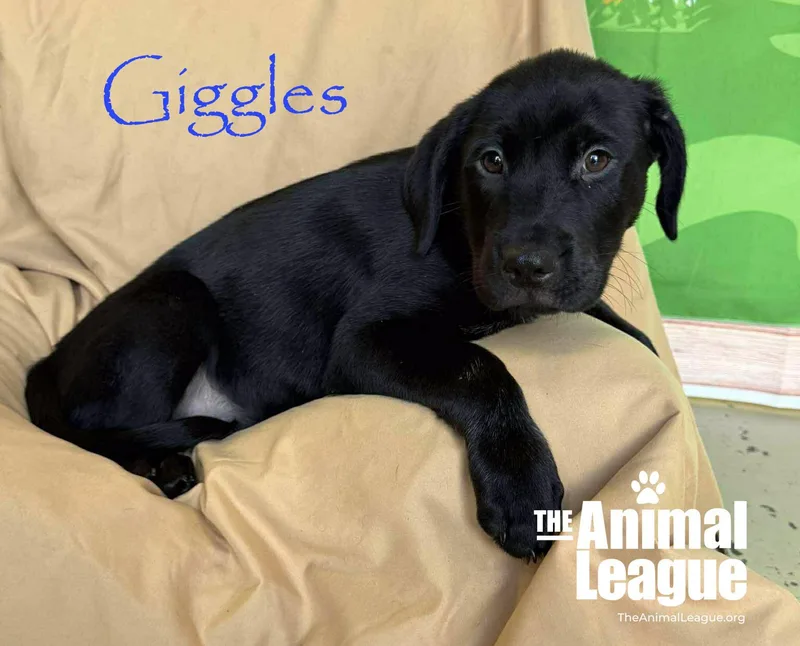 Giggles thumbnail 5