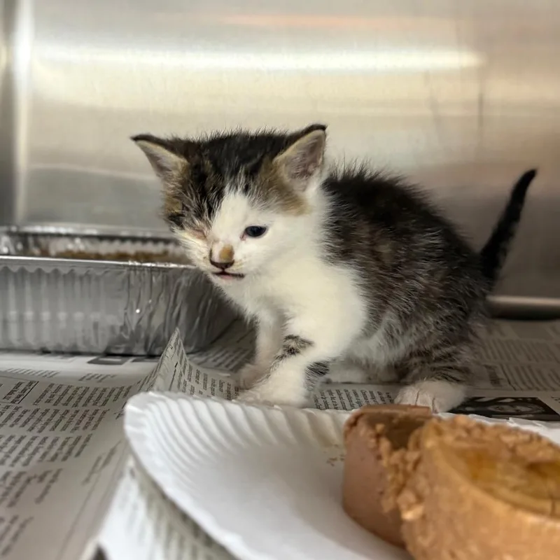 A baby small-sized male White Domestic Medium Hair cat named Atrain for adoption in Pauls Valley, OK