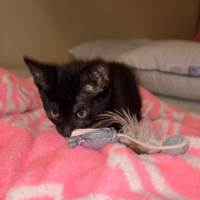 A baby small-sized female Black Domestic Short Hair cat named Sveda for adoption in Seaford, NY