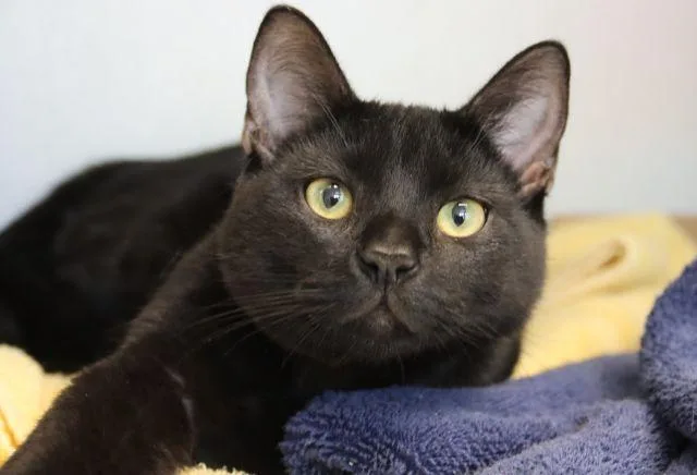 A young small-sized male Domestic Short Hair cat named Ben for adoption in Tucson, AZ