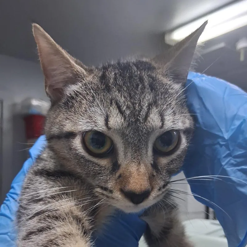 A baby small-sized female Brown / Chocolate Domestic Short Hair cat named Marie for adoption in Summerville, SC
