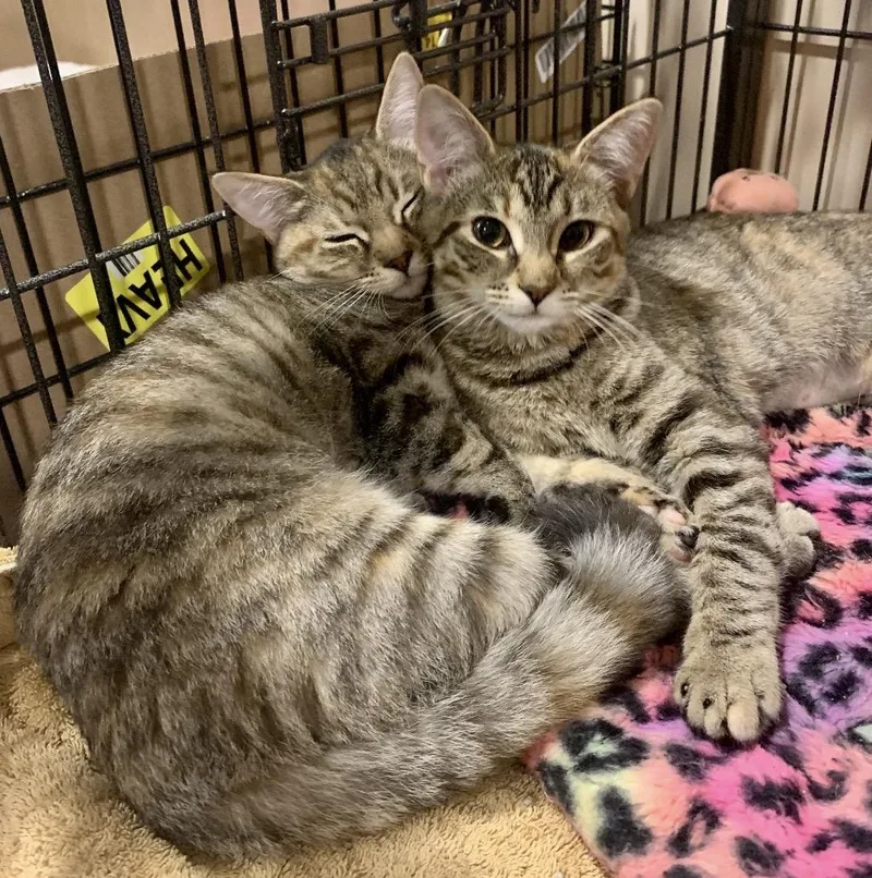 A baby medium-sized female Domestic Short Hair cat named Riley andor Remi for adoption in Andover, CT