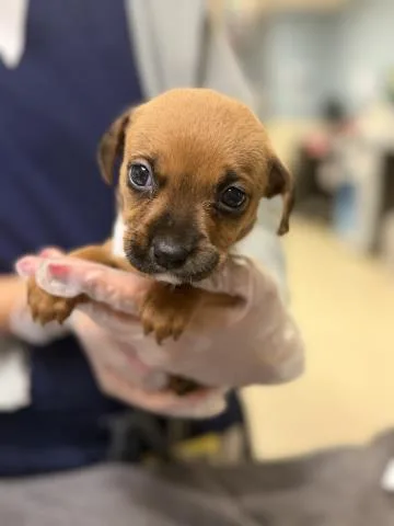 Mocha