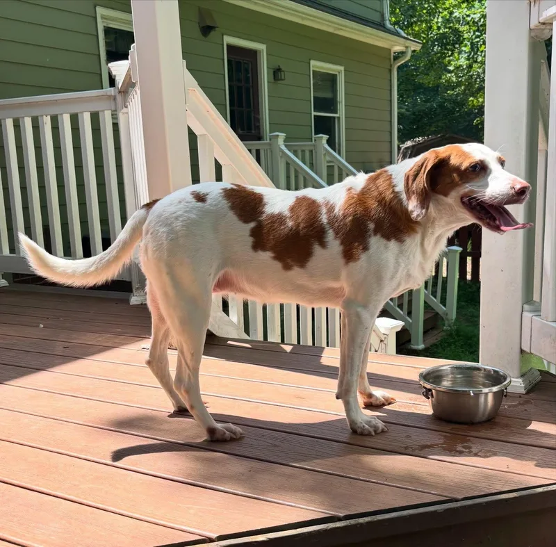An adult medium-sized female Bicolor Hound dog named Speckles for adoption in Raleigh, NC