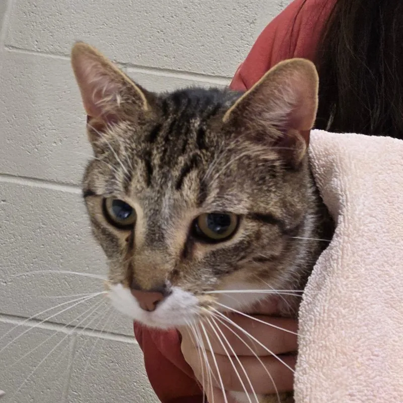 An adult large-sized male Brown / Chocolate Domestic Short Hair cat named Bam Bam for adoption in Bristol, IN